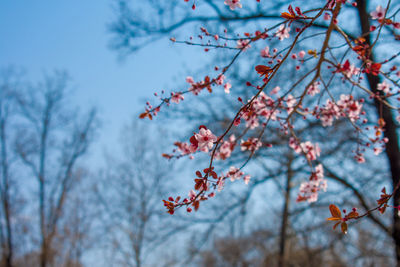 Low angle view of cherry blossom tree