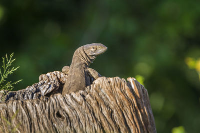 Close-up of a lizard