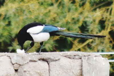 Close-up of bird perching on wood