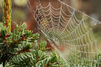 High angle view of spider web on plant