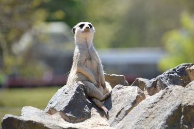 Close-up of lizard on rock