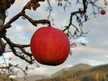 Close-up of apple on tree