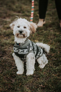 Fluffy white dog in christmas jumper sitting on grass 