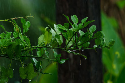 Close-up of fresh green plant