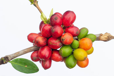 Close-up of cherries against white background