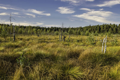 Wetlands surrounded by vegetation on a sunny day