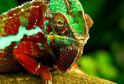 Close-up of a lizard