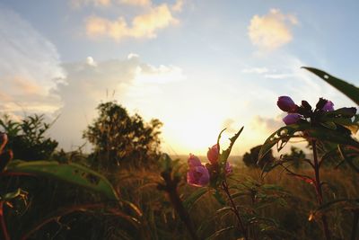 Wildflowers blooming on field against sky during sunset