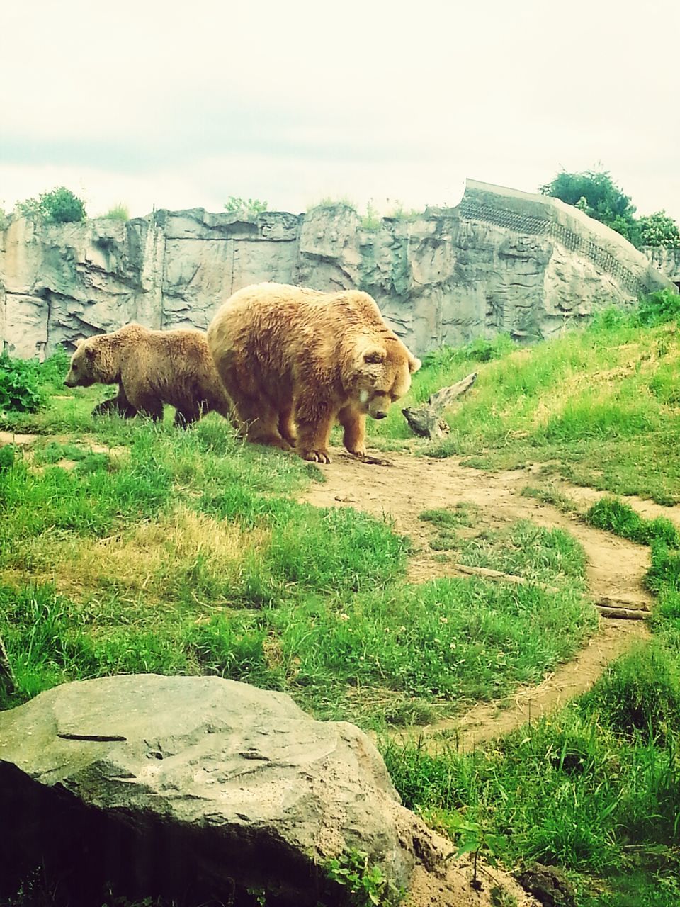 animal themes, mammal, one animal, grass, architecture, built structure, building exterior, field, domestic animals, wildlife, full length, grassy, animals in the wild, day, side view, standing, nature, outdoors, landscape, no people