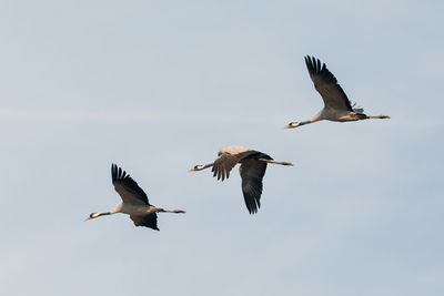 Low angle view of birds flying in sky