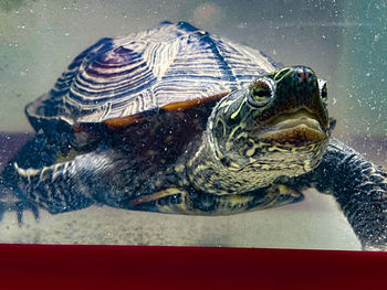 Close-up of turtle
