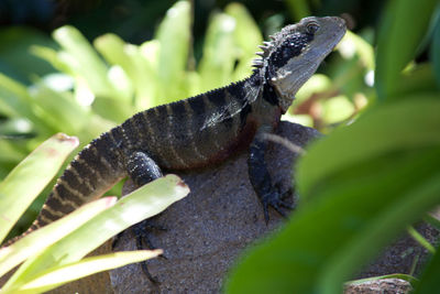 Close-up of lizard on plant