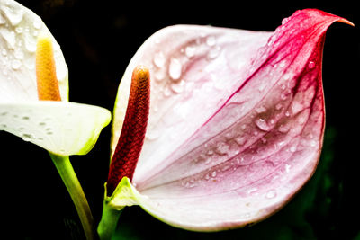Close-up of wet pink rose flower against black background
