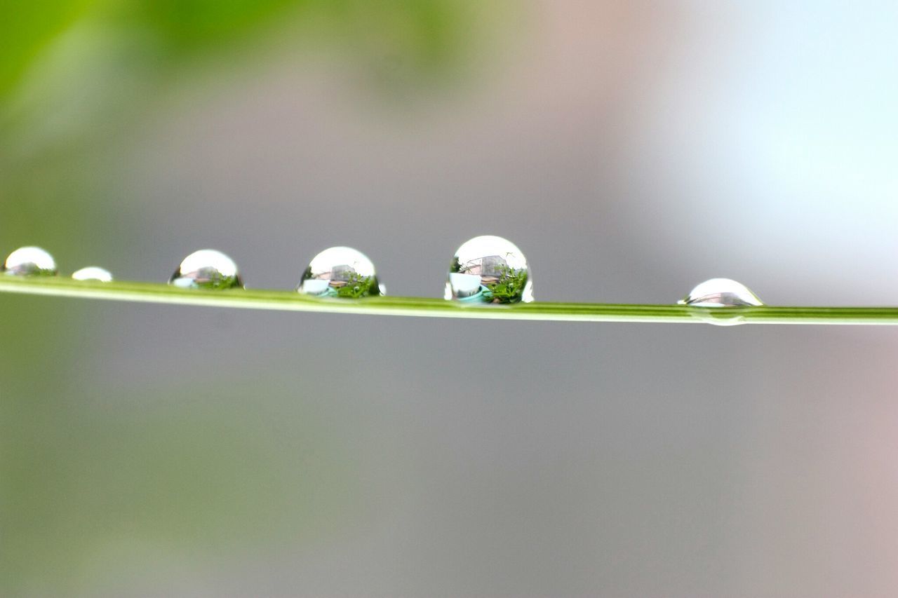 focus on foreground, close-up, green color, selective focus, nature, growth, day, outdoors, plant, no people, beauty in nature, hanging, green, copy space, water, stem, fragility, metal, reflection, freshness
