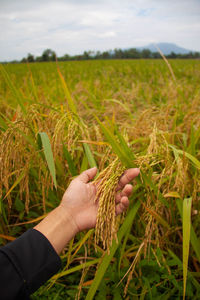 Cropped hand holding plant on field