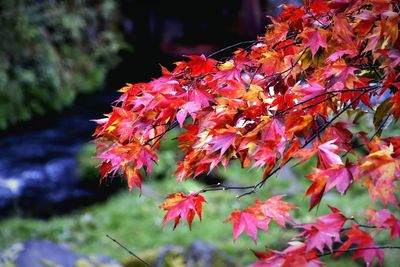 Close-up of maple tree during autumn