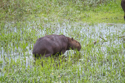 Side view of an animal in field