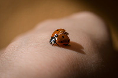 Close-up of ladybug on hand