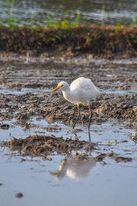 Bird on a lake