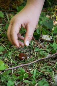 Close-up of hand holding mushroom