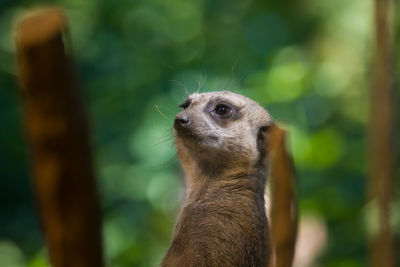 Close-up of meerkat outdoors