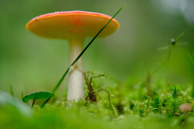 Close-up of mushroom growing on field