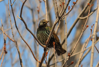 Low angle view of bird perching on tree