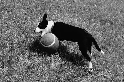 Dog on grassy field