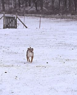 Dog on snow covered landscape during winter