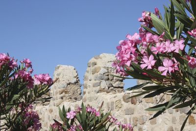 Low angle view of pink flowers blooming against clear sky