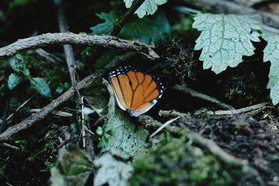 Close-up of butterfly on tree