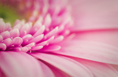Full frame shot of pink flower petal