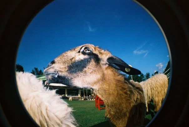 animal themes, one animal, domestic animals, mammal, animal head, close-up, wildlife, animals in the wild, sky, animal body part, livestock, zoology, nature, blue, field, part of, indoors, day, looking away, no people