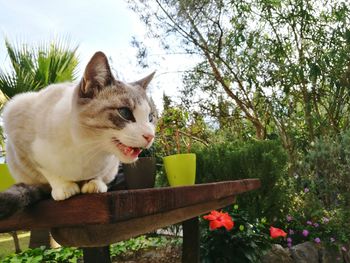 Cat sitting on bench by plants