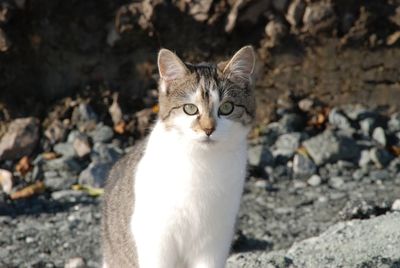 Close-up portrait of cat