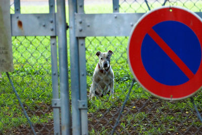 Dog on road sign