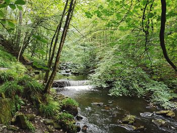 Trees growing by river in forest