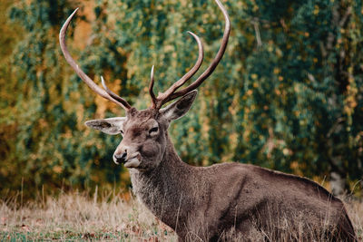 Portrait of a stag in the wild