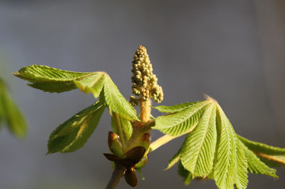 Chestnut tree in spring