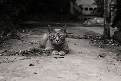 Portrait of cat relaxing outdoors