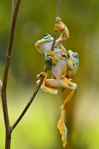 Close-up of frog on branch