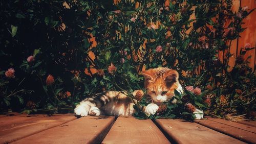 Cat relaxing in a plants