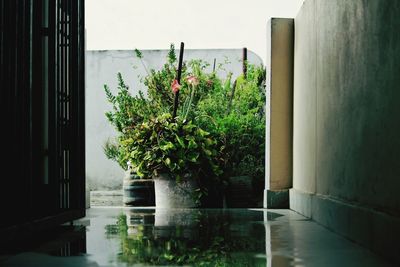 Potted plants in balcony of building