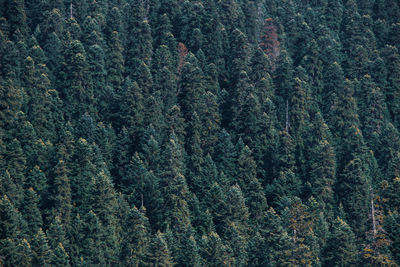 Full frame shot of pine trees in forest