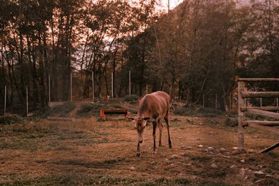 Horse standing in a forest