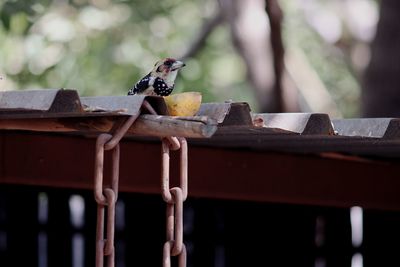 View of bird perching on wood