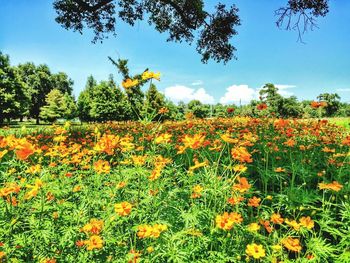 Close-up of yellow flowers blooming on field against sky