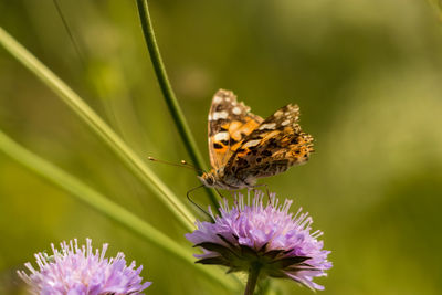 Close-up of butterfly pollinating on purple flower