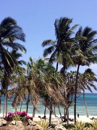 Palm trees on beach against clear sky