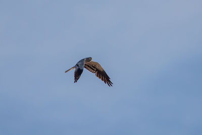Low angle view of eagle flying in sky